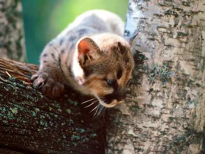 projektowanie stron internetowych Piła