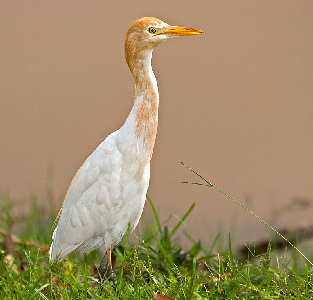 strony internetowe Piła