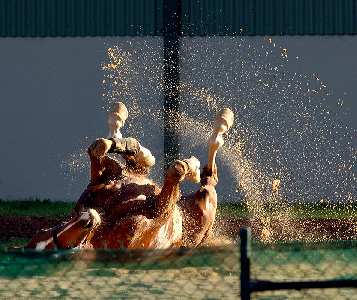 budowa stron internetowych Piła