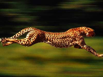 strony internetowe Międzychód