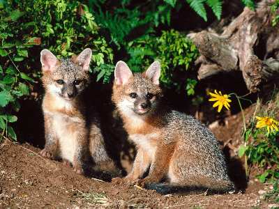 projektowanie stron internetowych Piła