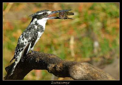 pozycjonowanie stron internetowych Pila