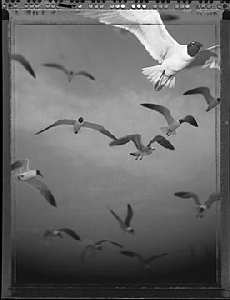 pozycjonowanie stron www w Pile