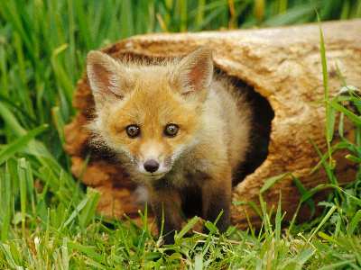 tworzenie sklepów www Piła