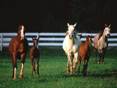 strony www Jordanów
