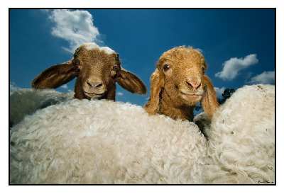 Stopnica pozycjonowanie stron