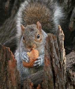 Pila pozycjonowanie stron www