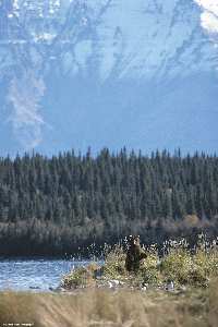 strony internetowe Piła