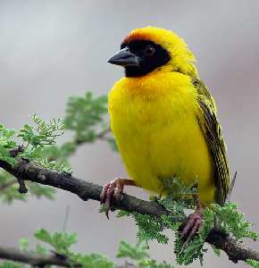 projektowanie stron www Piła