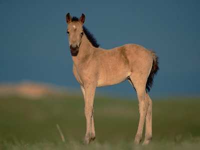 Piła strony internetowe