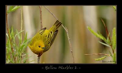 tworzenie stron www Piła