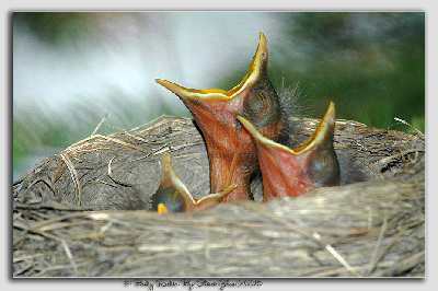 firma pozycjonowanie Piła