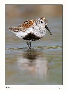 projektowanie stron internetowych Piła