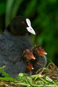 tworzenie sklepu internetowego Piła