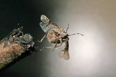 strony internetowe Piła