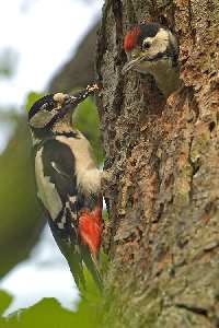 tworzenie sklepu www Piła