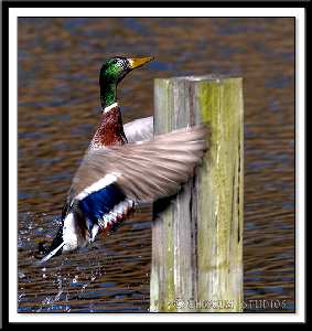 pozycjonowanie stron www Pila