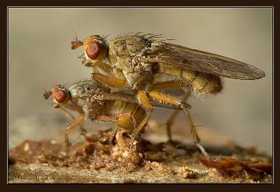 tworzenie stron www Piła