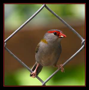 pozycjonowanie Piła