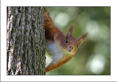 tani architekt Toruń