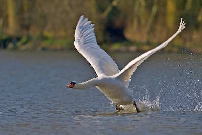 tani architekt w Toruniu