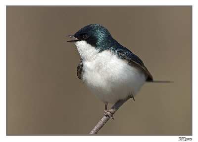 tworzenie stron www Piła