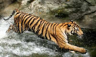 Piła strony internetowe