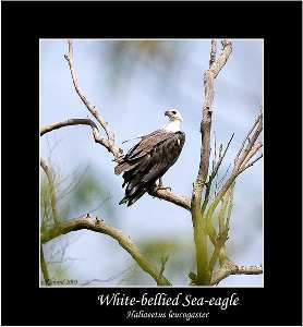 projektowanie sklepu internetowego Piła