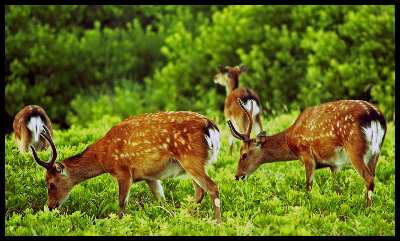 Piła strony internetowe