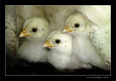 tworzenie sklepów www Czarnków