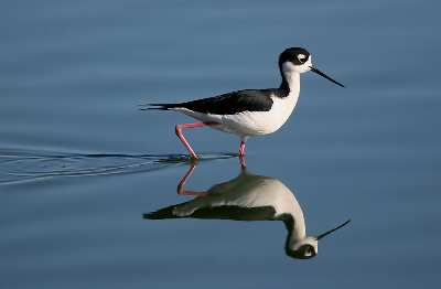 tworzenie stron internetowych Piła