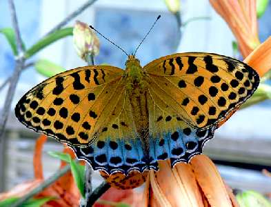 Piła strony internetowe