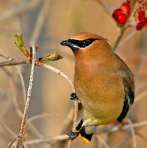 Piła sklepy internetowe