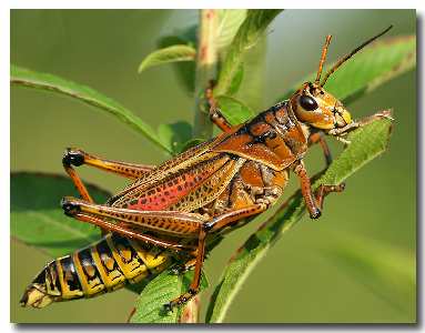 tworzenie stron internetowych Piła