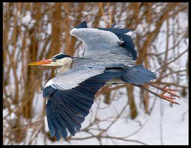 projektowanie stron www Piła