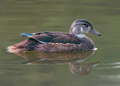 projektowanie sklepu internetowego Piła