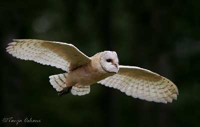 projektowanie stron Piła