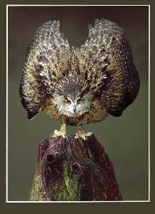 tworzenie stron www Piła