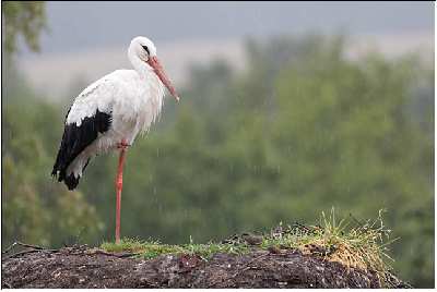 tworzenie stron Piła