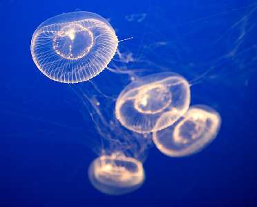 tworzenie stron www Piła