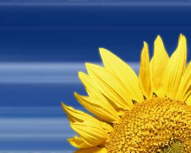 Piła strony internetowe