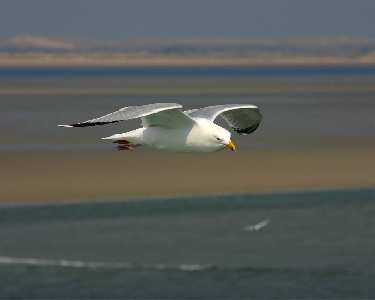 tworzenie sklepów www Piła