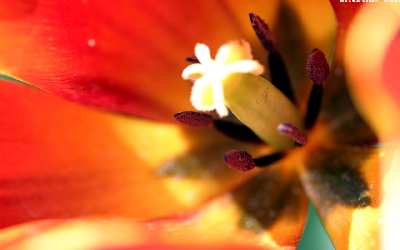 sklepy internetowe Pila