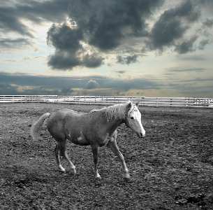 Piła duże rozmiary