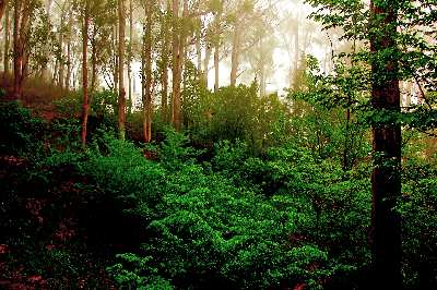 pozycjonowanie stron Piła