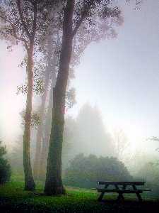 budowa stron www w Pile