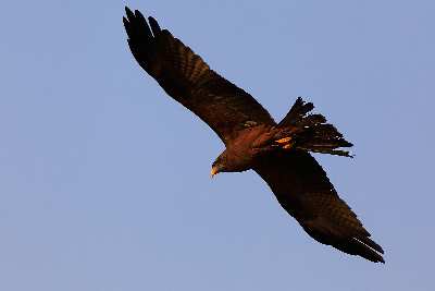 projektowanie stron www Piła