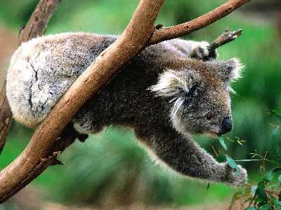 tworzenie sklepów www Piła