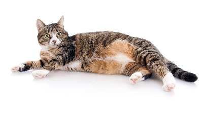 pozycjonowanie stron www w Pile