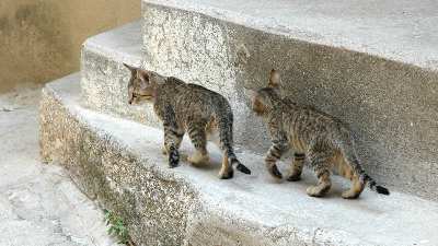 pozycjonowanie Piła